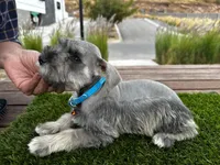 Mickey, a male Miniature Schnauzer for sale in Newport Beach, CA – Photo 3 of 6