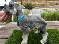 Mickey, a male Miniature Schnauzer for sale in Newport Beach, CA – Photo 2 of 6