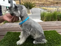 Mickey, a male Miniature Schnauzer for sale in Newport Beach, CA – Photo 5 of 6