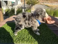 Rick, a male Border Collie for sale in Newport Beach, CA – Photo 2 of 6