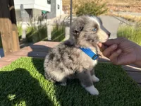 Rick, a male Border Collie for sale in Newport Beach, CA – Photo 4 of 6