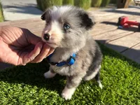 Rick, a male Border Collie for sale in Newport Beach, CA – Photo 6 of 6