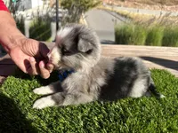 Rick, a male Border Collie for sale in Newport Beach, CA – Photo 5 of 6