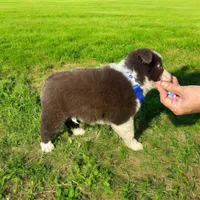 Ethan, a male Border Collie for sale in Newport Beach, CA – Photo 5 of 6