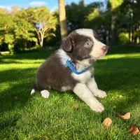 Ethan, a male Border Collie for sale in Newport Beach, CA – Photo 4 of 6