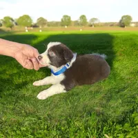 Ethan, a male Border Collie for sale in Newport Beach, CA – Photo 3 of 6