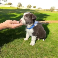 Ethan, a male Border Collie for sale in Newport Beach, CA – Photo 6 of 6