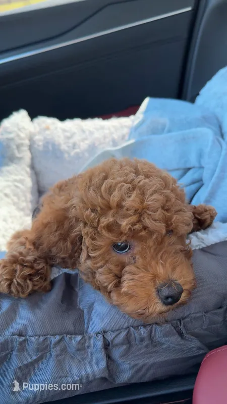 Remy – Miniature Goldendoodle puppy for sale in Tuscaloosa, AL