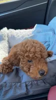 Remy, a male Miniature Goldendoodle for sale in Tuscaloosa, AL – 1 of 4