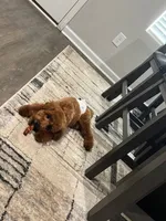 Remy, a male Miniature Goldendoodle for sale in Tuscaloosa, AL – 2 of 4