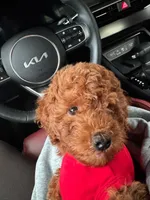 Remy, a male Miniature Goldendoodle for sale in Tuscaloosa, AL – 4 of 4