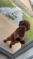 Remy, a male Miniature Goldendoodle for sale in Tuscaloosa, AL – 3 of 4