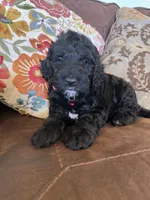 Rolo, a male Australian Labradoodle for sale in Safford, AZ – 2 of 8