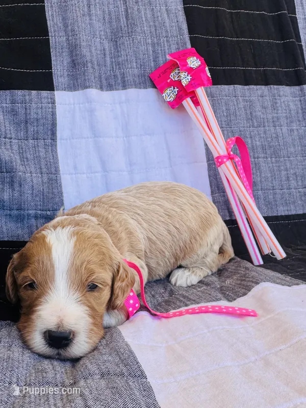 Pixy (pixy stixs) – Australian Labradoodle puppy for sale in Safford, AZ