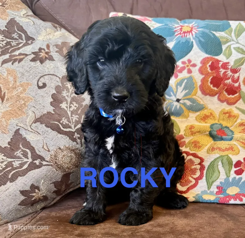 Rocky (pop rocks) – Australian Labradoodle puppy for sale in Safford, AZ