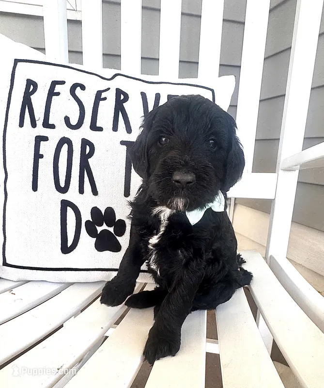 Hershey kiss  – Labradoodle puppy for sale in Safford, AZ