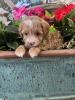 Pickles, a male Maltipoo for sale in Safford, AZ – 4 of 5