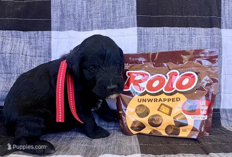 Rollo – Australian Labradoodle puppy for sale in Safford, AZ