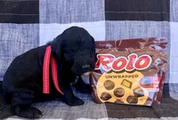 Rolo, a male Australian Labradoodle for sale in Safford, AZ – 6 of 8