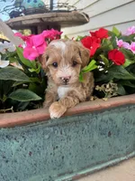 Pickles, a male Maltipoo for sale in Safford, AZ – 5 of 5