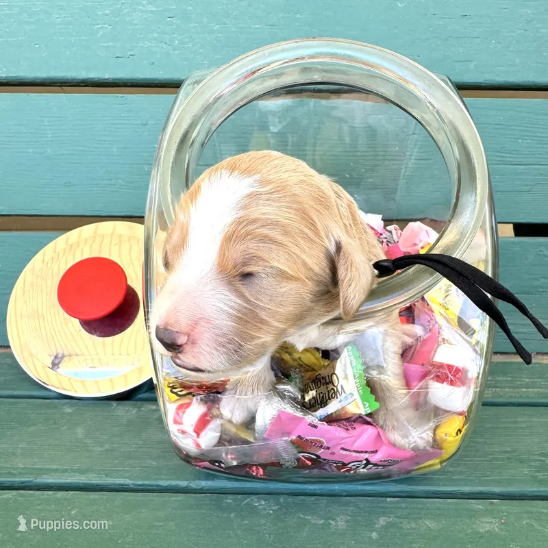 Reece  – Australian Labradoodle puppy for sale in Safford, AZ
