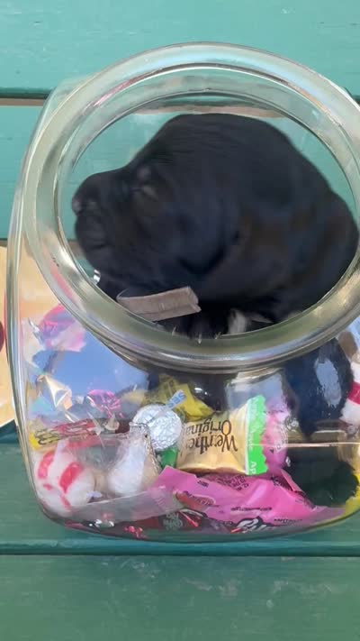 Hershey kiss , a male Labradoodle for sale in Safford, AZ – 3 of 3
