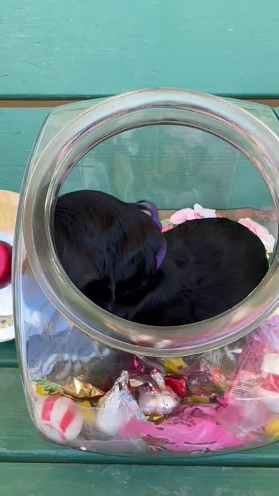 Taffy , a female Labradoodle and Australian Labradoodle for sale in Safford, AZ – 3 of 3