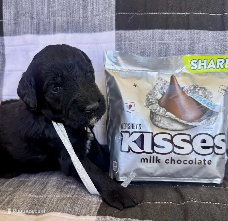 Hershey kiss  – Labradoodle puppy for sale in Safford, AZ