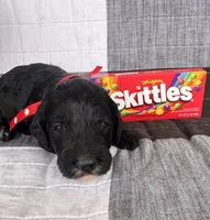 Skittles, a female Australian Labradoodle for sale in Safford, AZ – 3 of 6