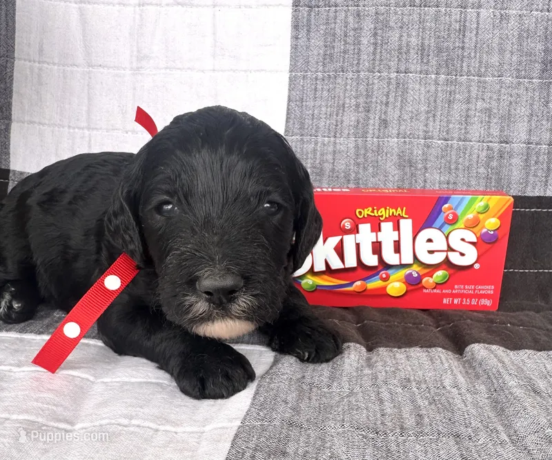 Skittles – Labradoodle, Australian Labradoodle puppy for sale in Safford, AZ