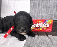 Skittles, a female Australian Labradoodle for sale in Safford, AZ – 1 of 6