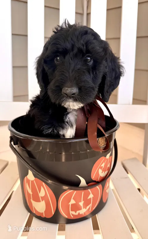 Big Hunk – Australian Labradoodle puppy for sale in Safford, AZ