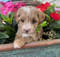 Pickles, a male Maltipoo for sale in Safford, AZ – 1 of 5