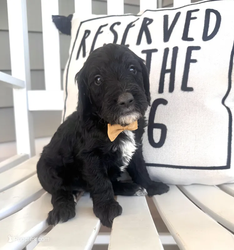 Big Hunk – Australian Labradoodle puppy for sale in Safford, AZ