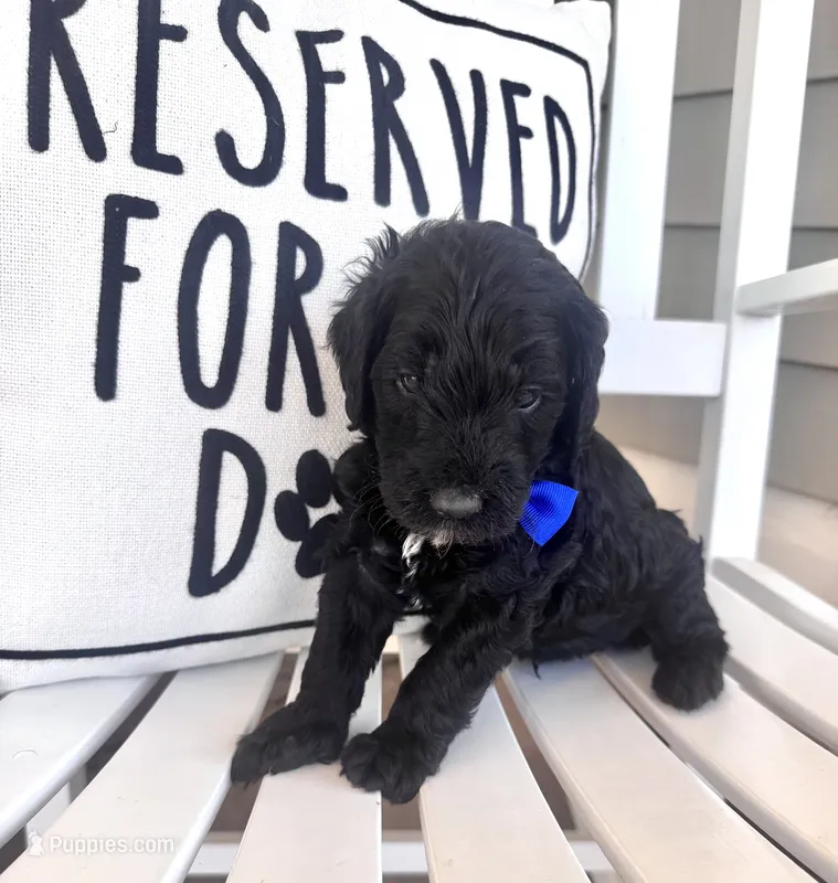 Rocky (pop rocks) – Australian Labradoodle puppy for sale in Safford, AZ