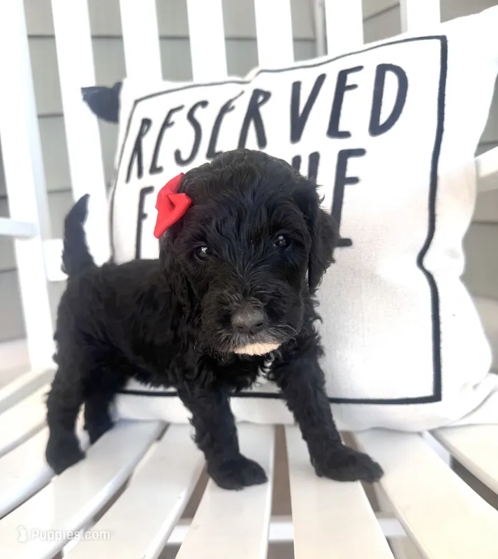 Skittles – Australian Labradoodle puppy for sale in Safford, AZ