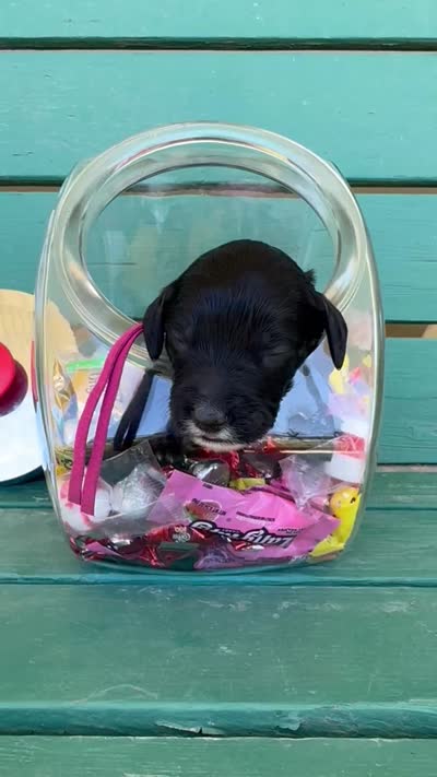 Skittles, a female Labradoodle and Australian Labradoodle for sale in Safford, AZ – 2 of 2