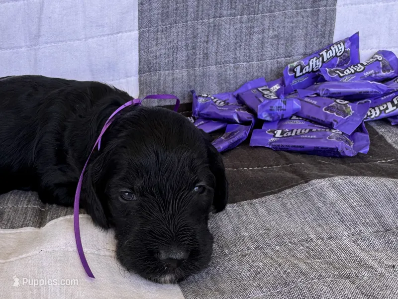 Taffy  – Australian Labradoodle puppy for sale in Safford, AZ