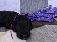 Taffy , a female Australian Labradoodle for sale in Safford, AZ – 1 of 5