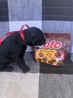 Rolo, a male Australian Labradoodle for sale in Safford, AZ – 7 of 8