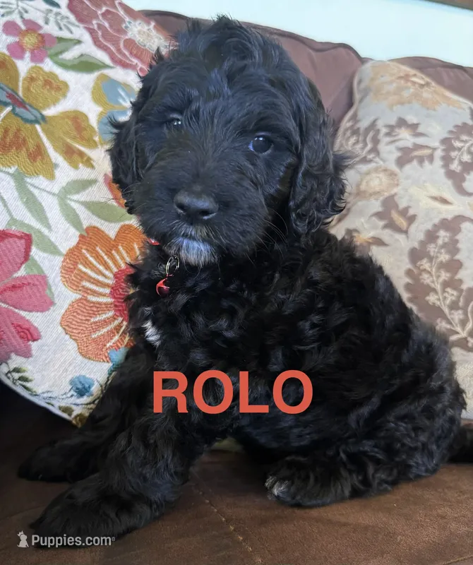 Rolo – Australian Labradoodle puppy for sale in Safford, AZ