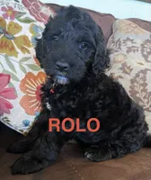 Rolo, a male Australian Labradoodle for sale in Safford, AZ – 1 of 8