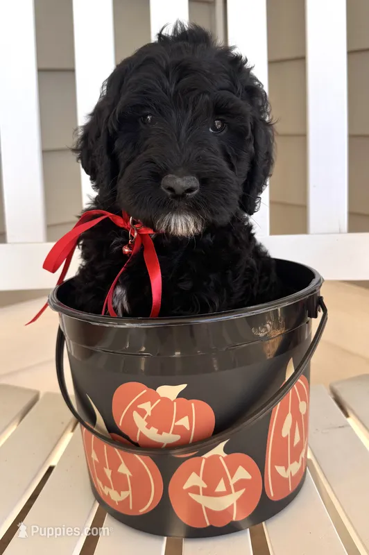 Rolo – Australian Labradoodle puppy for sale in Safford, AZ