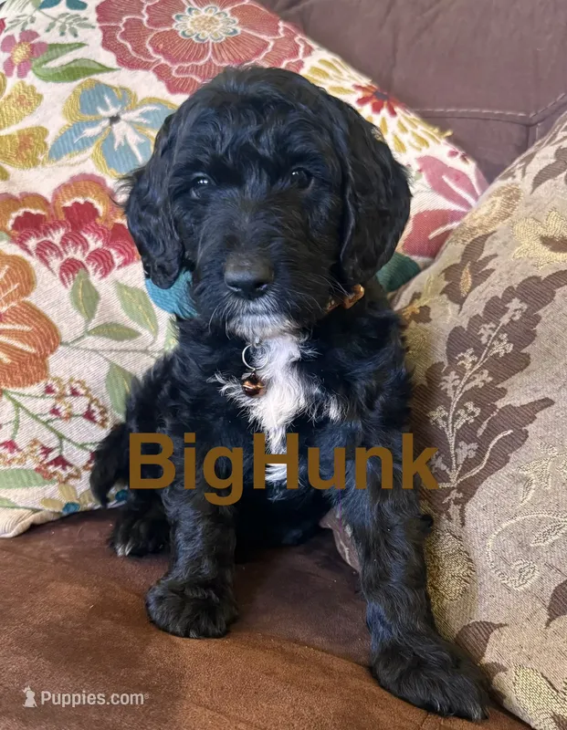Big Hunk – Australian Labradoodle puppy for sale in Safford, AZ