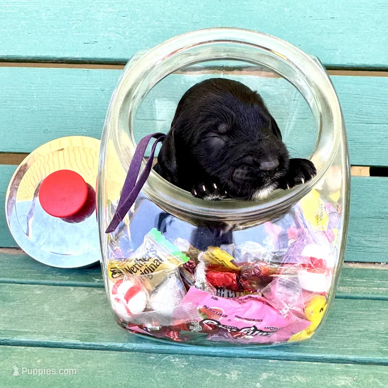 Taffy  – Labradoodle, Australian Labradoodle puppy for sale in Safford, AZ