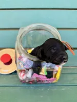 Rollo, a male Australian Labradoodle for sale in Safford, AZ – 1 of 2