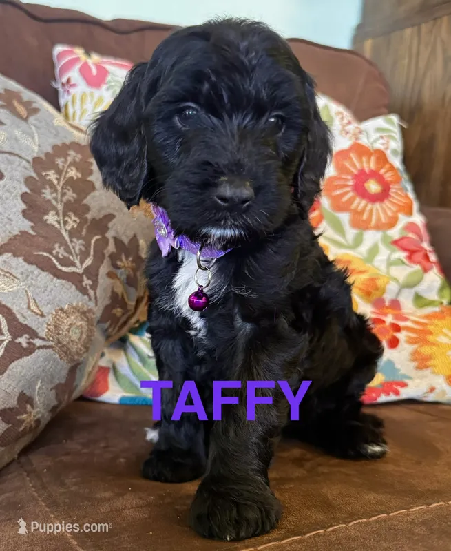 Taffy  – Australian Labradoodle puppy for sale in Safford, AZ
