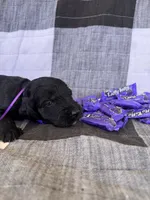 Taffy , a female Australian Labradoodle for sale in Safford, AZ – 2 of 5