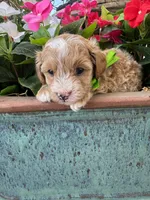 Pickles, a male Maltipoo for sale in Safford, AZ – 2 of 5