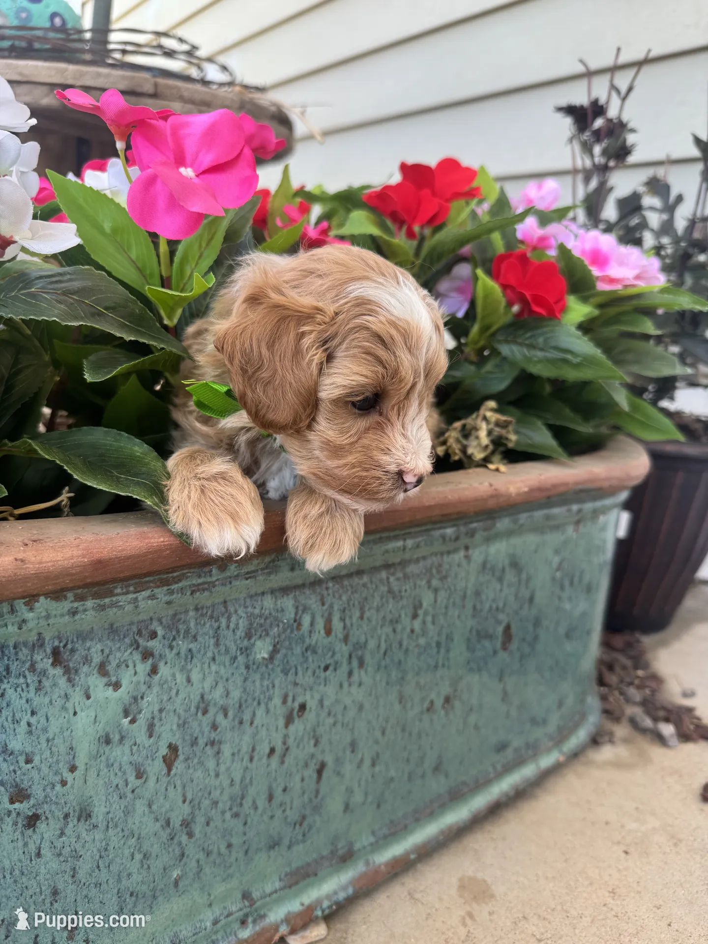 Pickles – Maltipoo Puppy for Sale in Safford, AZ | Puppies.com